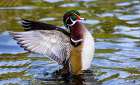 USA, Washington State, Sammamish. Yellow Lake Male Wood Duck. Flapping wings Art Print